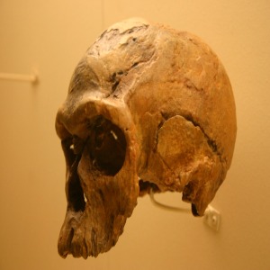 Origen y evolución del hombre